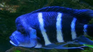 Cyphotilapia gibberosa blue Zaire  the bluest of all frontosa [upl. by Ruskin]