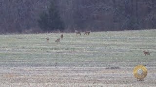 Coyote amp Predator Hunting 6 coyotes SIX PACK REDEMPTION [upl. by Gaye947]