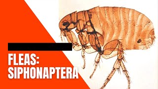 VET PARA 1  Fleas Order Siphonaptera  Chapter 6 Student Output [upl. by Annehs]