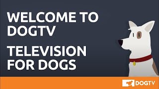 Welcome to DOGTV [upl. by Brackett53]