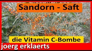 Sanddornsaft pressen selber herstellen ohne Saftpresse Vitamin C  PurTutorial Nr 139 [upl. by Dorcia]