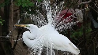 Great egret sound [upl. by Nadbus]