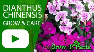 Dianthus chinensis – grow amp care China pink [upl. by Enylodnewg]