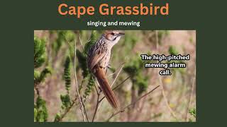 CAPE GRASSBIRD singing [upl. by Kenway169]