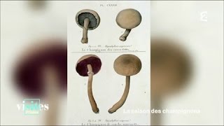 Le champignon de Paris de Louis XIV à Napoléon  Visites privées [upl. by Primaveras]