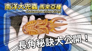 【山林蟲坊】掌握5大重點，簡單養出長角南洋大兜蟲！  Chalcosoma chiron kirbyi Grasp the 5 key points to get longhorned [upl. by Enileve]