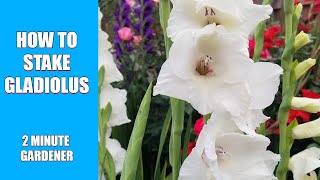 How to stake gladiolus [upl. by Einnahc]