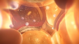 Hypertrophic adipocytes  fat cells  type 2 diabetes  medical animation fatcells adipocytes [upl. by Boelter502]