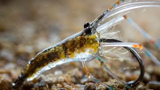 AHREX  Glass Shrimp  Tied by Morten Hansen [upl. by Nate11]