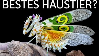 Gottesanbeterin als Haustier [upl. by Grondin635]