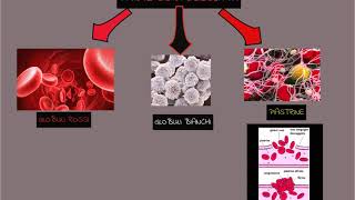 1Composizione del sangue  globuli rossi globuli bianchi e piastrine  Apparato cardiovascolare [upl. by Eirdua389]