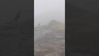 Ptarmigan  bird birds norway lofoten grouse fog [upl. by Ecyar]