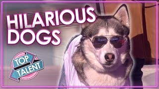 FUNNIEST DOG AUDITIONS amp MOMENTS EVER on Britains Got Talent  Top Talent [upl. by Zaria]