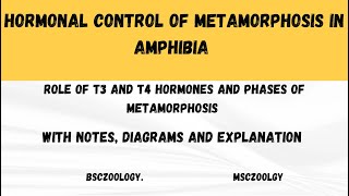 Hormonal control of metamorphosis in amphibia [upl. by Philipa]