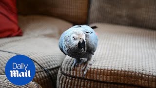 African grey parrot perfectly imitates the sound of a SMOKE ALARM [upl. by Uyr224]