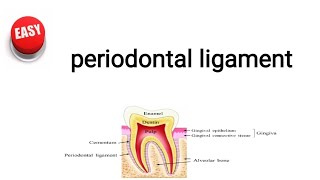 periodontal ligament [upl. by Shewmaker860]