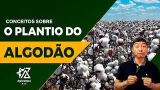 MÉTODOS A SEREM ADOTADOS NO PLANTIO DO ALGODÃO  com Evaldo Kazushi [upl. by Sahcnip]