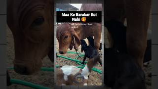 Maa ke barabar koi nahi cow cattle goat babygoats goatfarming bakripalan maa mother shorts [upl. by Ddarb408]