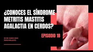 ¿Conoces el síndrome Metritis Mastitis Agalactia en cerdos [upl. by Nauqel]