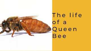 Life of a Queen Bee [upl. by Durrett890]