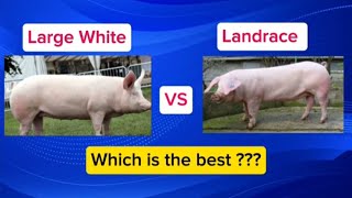 Large White Pig VS Landrace  Which Is Better For Commercial Pig Farming [upl. by Kcirddehs153]