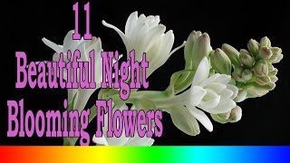 11 Beautiful Night Blooming Flowers [upl. by Gerta396]