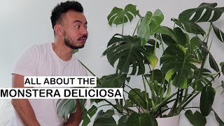 Monstera Deliciosa Care  Repotting  House Plants [upl. by Zonnya]