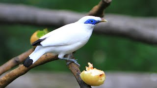 Estornino de Bali  Leucopsar rothschildi  Bali myna [upl. by Shimkus]