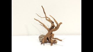 Making of the Old Windblown Oak Aquascaping Bonsai Tree XXL [upl. by Yllom]