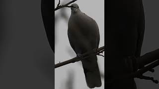 Eurasian Collared Dove Call Collared dove sounds part2 [upl. by Britton817]