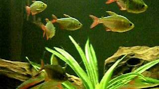 Columbian tetra aquarium fish [upl. by Bak]