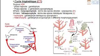 Biologie végétale part 3les cycles de développement des thallophytes chlorophylliens [upl. by Athalie]