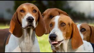 AMERICAN FOXHOUND  appearance barking playing hunting [upl. by Manny]