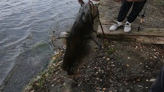 Fishing For Catfish In Greenlake Seattle [upl. by Zedekiah]