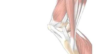 Tendons vs Ligaments  Whats the Difference [upl. by Niassuh975]