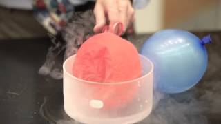 Pressure Demo Balloons in Liquid Nitrogen [upl. by Soluk]