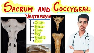 Sacrum and Coccygeal Vertebrae  Species differences🔥🔥  Aniket tyagi [upl. by Yrrum674]