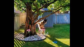 German Shepherd Wants To Play with the Squirrel [upl. by Zuzana846]