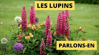 Les Lupins [upl. by Yoshiko]