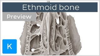 Ethmoid bone markings and articulations preview  Human Anatomy  Kenhub [upl. by Timotheus]