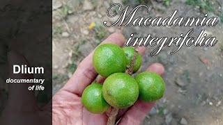 Macadamia nut Macadamia integrifolia  part 2 [upl. by Anaicul413]