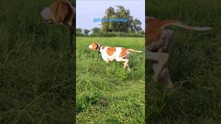 Pointer Dogs Training  Rain Quail Hunting with Net and Pointer Dog dog [upl. by Seroka]