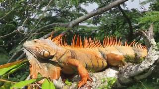 Belize  Altun Ha Mayan Ruins amp Wildlife on the Old Belize River [upl. by Aljan96]