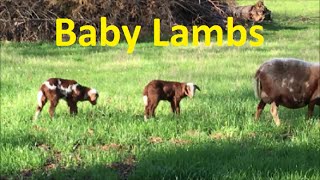 Raising Katahdin SheepMy 2016 Lamb CropPart 2 [upl. by Elauqsap478]