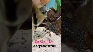 pleco LDA 33 o L142 baryancistrus trending pecestropicales fish acuaristas shortvideo shorts [upl. by Cioffred]