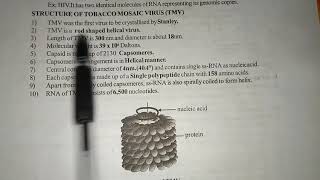 STRUCTURE OF TMV  Tobaco Mosaic Virus   BY PHANINDRA GUPTHA [upl. by Khano827]