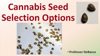 Cannabis Seed Selection Options [upl. by Akemrehs142]