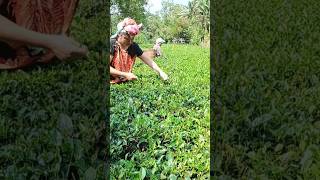 Experiencing the life of tea garden in Assam youtube youtubeshorts assam teagarden [upl. by Chrisy]