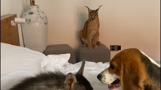 A Caracal a Hyena and a Beagle  What could go wrong [upl. by Svetlana]