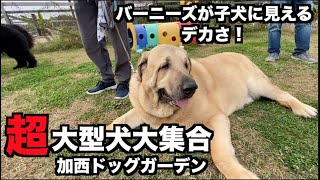 【ドッグラン】超大型犬集合だよ【加西ドッグ・ガーデン】 [upl. by Yrnehnhoj]